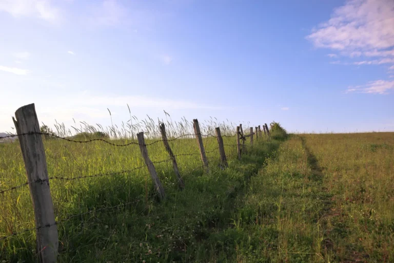 How Much Should a Fence Cost? A Complete 2025 Pricing Guide